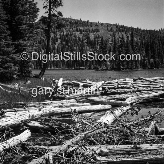 Piles of lakeside logs in Oregon, analog scenery