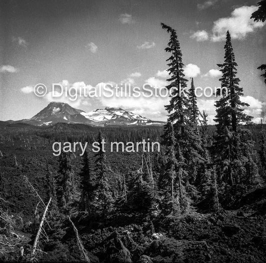 Pine Trees in front of Mount Bachelor, Oregon, analog scenery