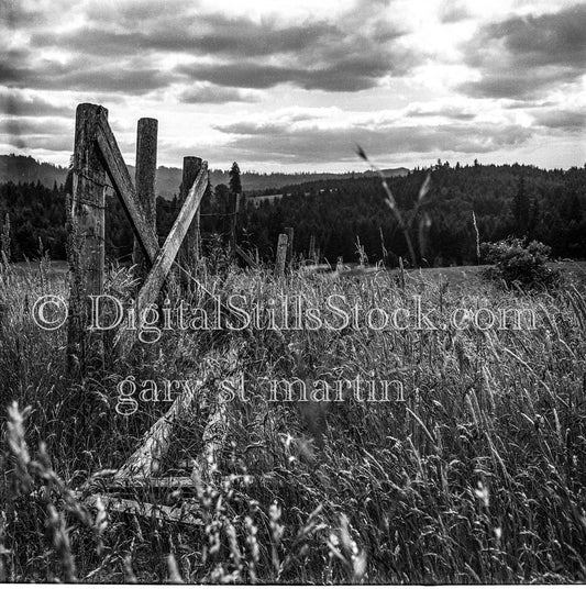 Fence Between Grass Facing Pine Forest