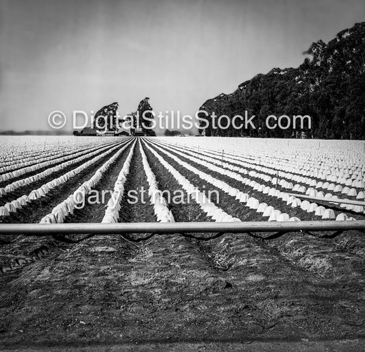 Farm rows in Orange County, California, analog scenery
