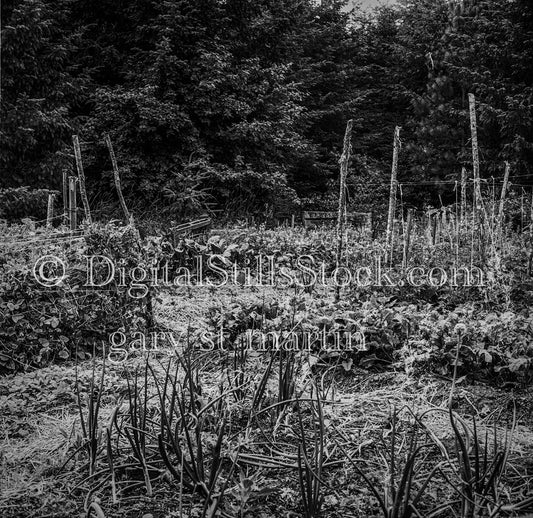  Stick Fences Among Bushy Greenery