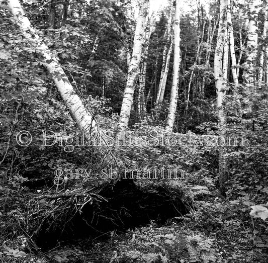 Stalky Branches and Forest Greenery