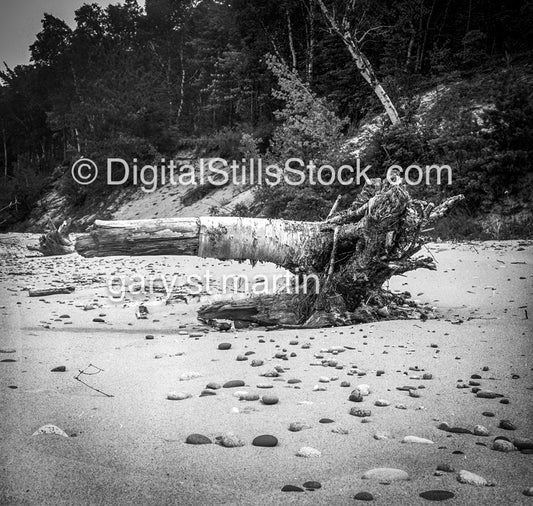Large tree trunk on the shore of Lake Superior, Michigan, analog scenery