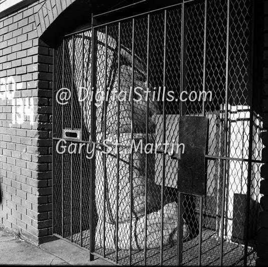 Mattress behind the gate, Downtown, San Francisco, Black & White, Oddities