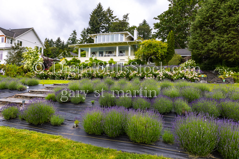 Rolls of Lavender - Lavender Farm, digital Vashon Island