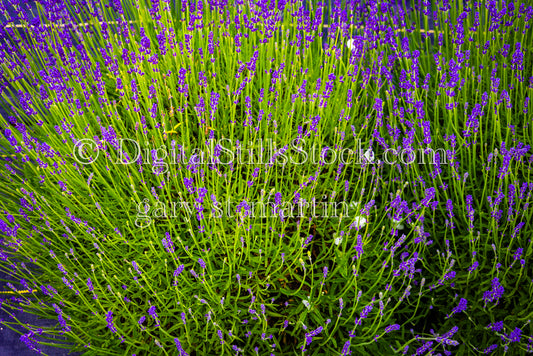 Large Lavender Bunch - Lavender Farm, digital Vashon Island