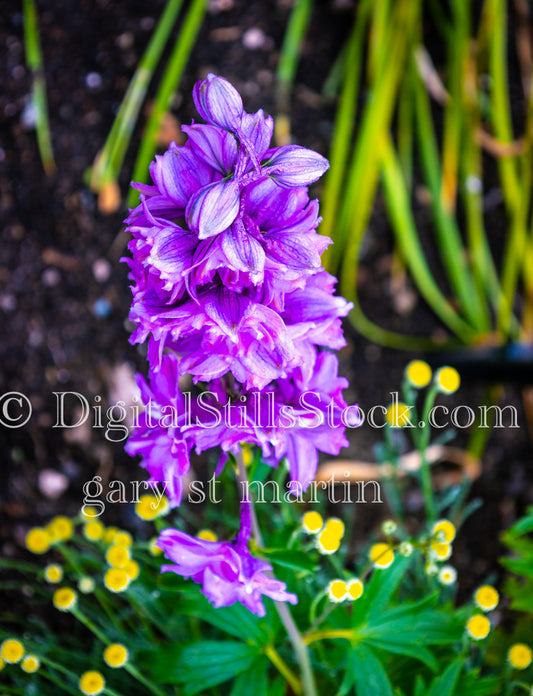 Closeup of Candle Larkspur Flower - Lavender Farm, digital Vashon Island