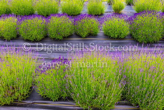 Rows of Lavender - Lavender Farm, digital Vashon Island