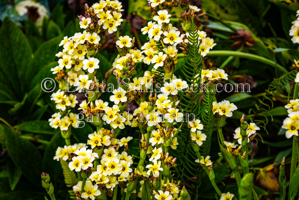 Pale Yellow-Eyed Grass Flower - Lavender Farm, digital Vashon Island