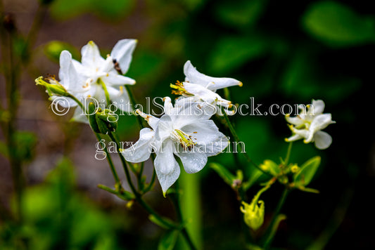 Closeup of Columbine Flowers - Lavender Farm, digital Vashon Island
