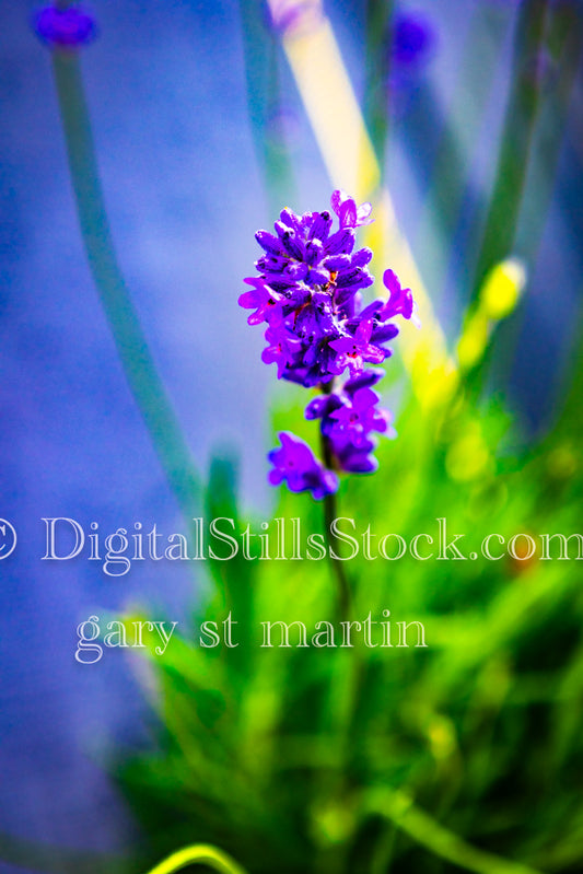 Lavender Flowers Up Close  - Lavender Farm