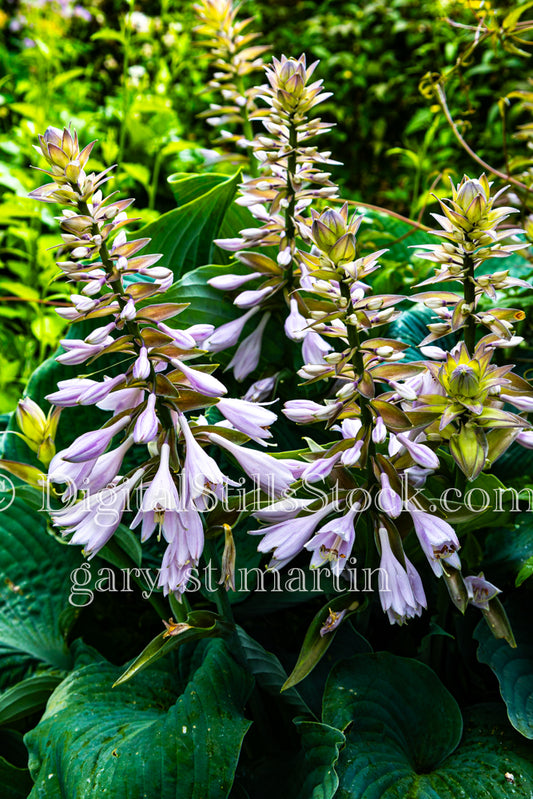 Blue Plantain Lily Up Close  - Lavender Farm, digital Vashon island