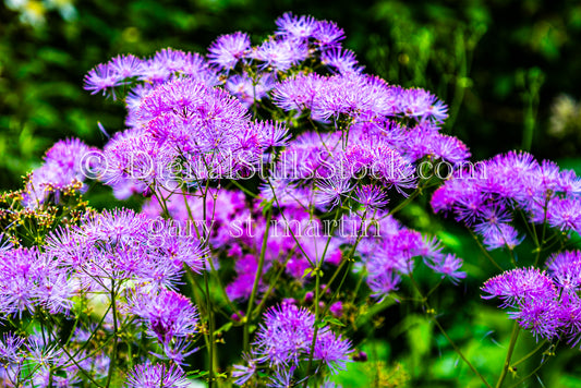 Columbine Meadow-Rue Flowers  - Lavender Farm, digital Vashon Island