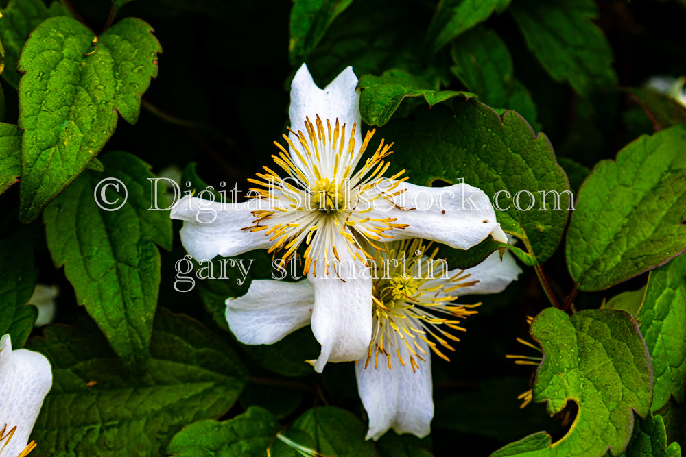 Closeup of an Asian Virginsbower Flower  - Lavender Farm, digital Vashon Island 