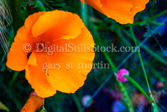 Macro Shot of a California Poppy  - Lavender Farm, digital Vashon Island