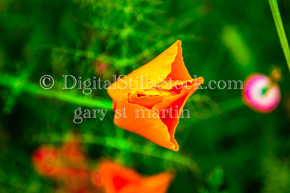 A California Poppy about to Bloom  - Lavender Farm, digital Vashon Island