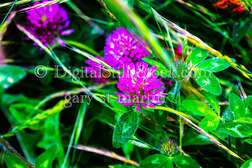 Vibrant Red Clovers  - Lavender Farm, digital Vashon Island 