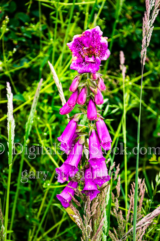 Closeup of a Foxglove Flower - Vashon Island, digital Vashon Island