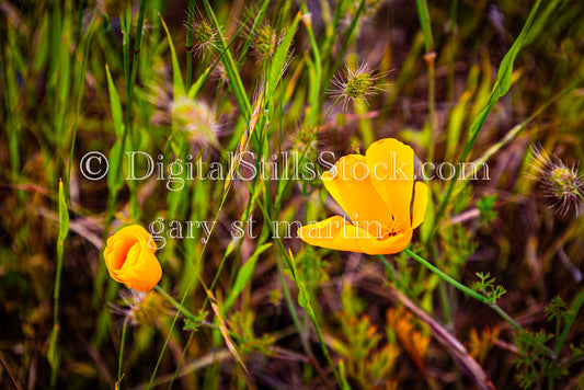 California Poppies in Bloom  - Vashon Island, digital Vashon Island