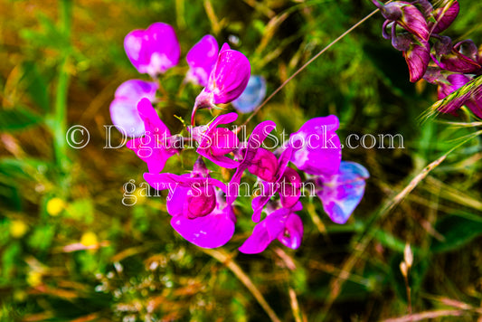 Bright Sweet Pea Flowers - Vashon Island, digital Vashon Island