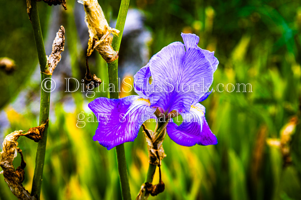 Bearded Iris Up Close - Vashon Island, digital Vashon Island