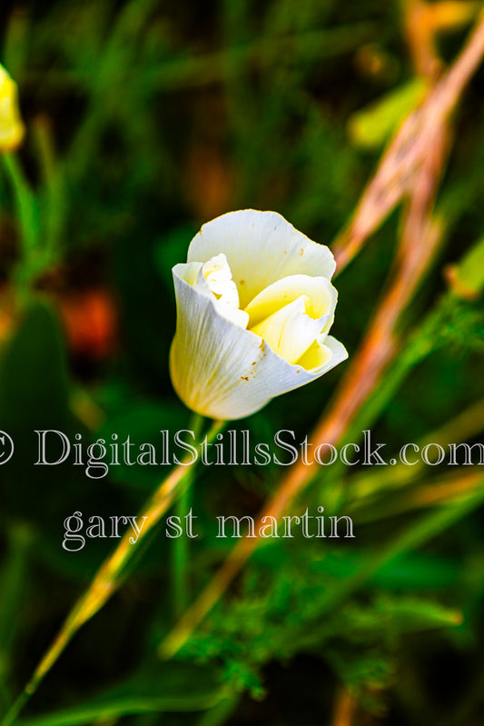 California Poppy before Blooming - Vashon Island, digital Vashon Island