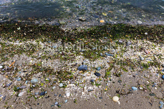 Washed up on the shore - Vashon Island, digital Vashon Island