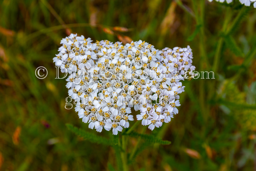 Yarrow Flowers - Vashon Island, digital Vashon Island