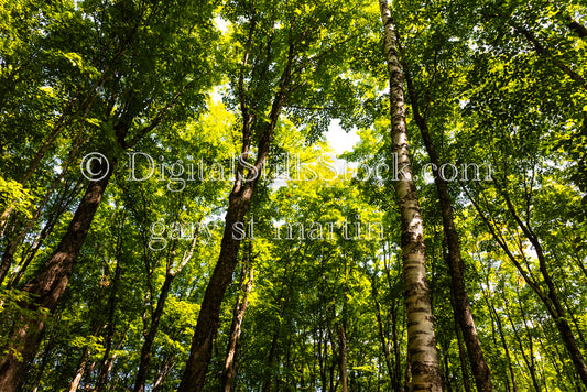 Looking up at the trees, digital Munising 