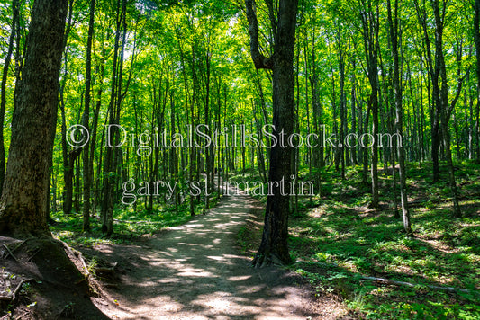 Walking through the forest, digital Munising