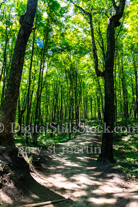 Portrait of a forest path, digital Munising