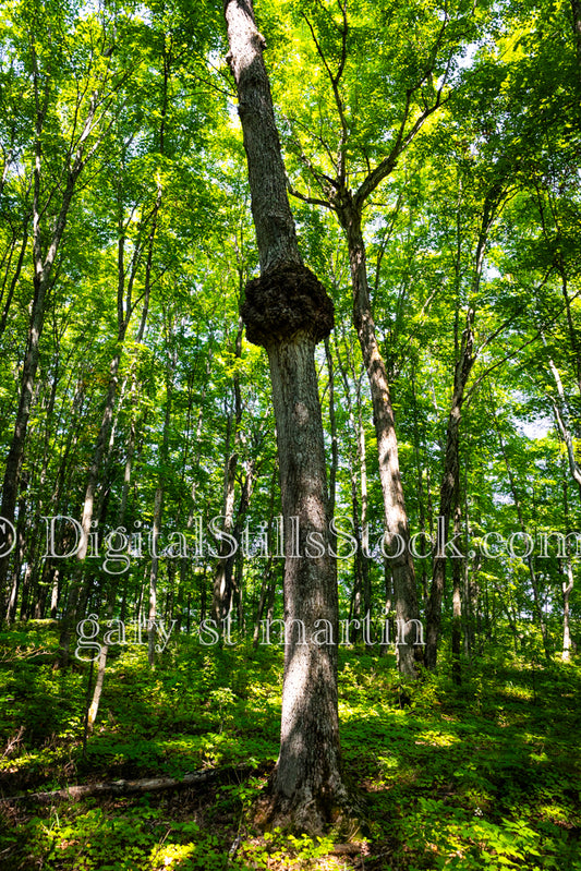 Tree with a wad of knots, digital Munising