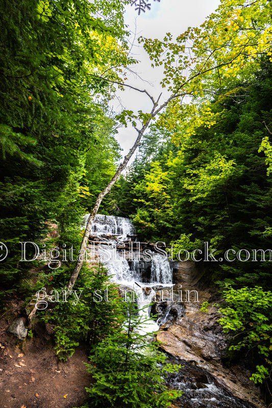 Tall Maple Tree over Sable Falls, digital Grand Marais