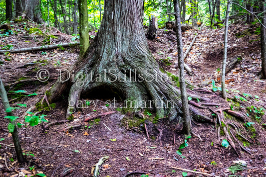 Gnarly tree Trunk, digital Munising