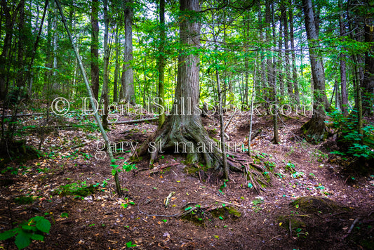 Big Tree Roots in the forest, digital Munising