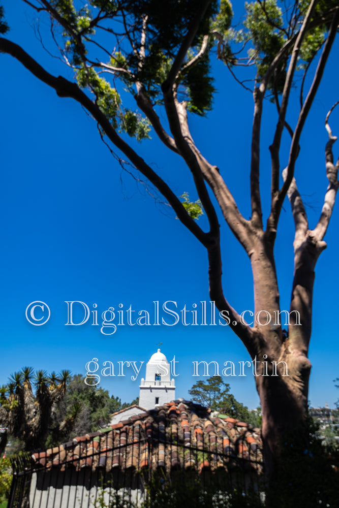 Portrait of a tree with the Junipero Serra Museum behind, digital Junipero Serra