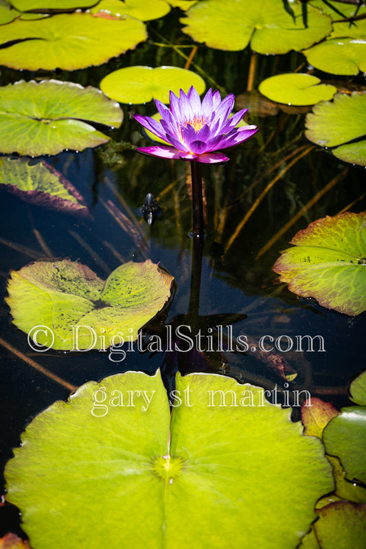 Lily pond view three Capistrano Mission, Digital, California, Missions