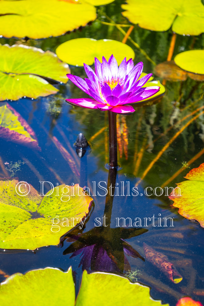 Lily pond view five, Capistrano Mission, Digital, California, Missions