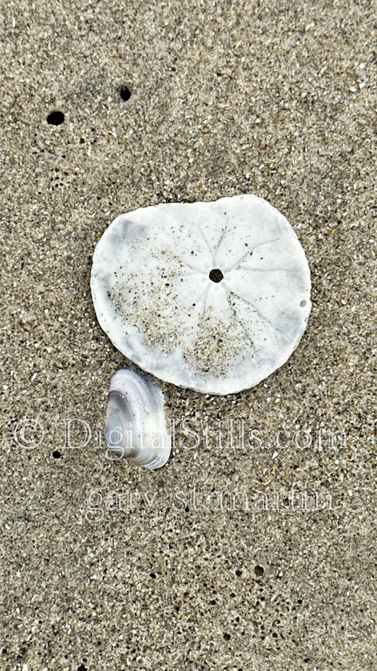 Sand dollar on the shore, digital sunset