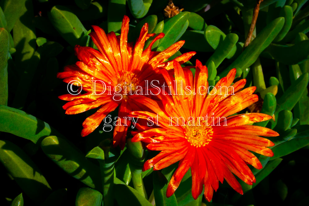 Orange Trailing Ice Plant Digital, Scenery, Flowers