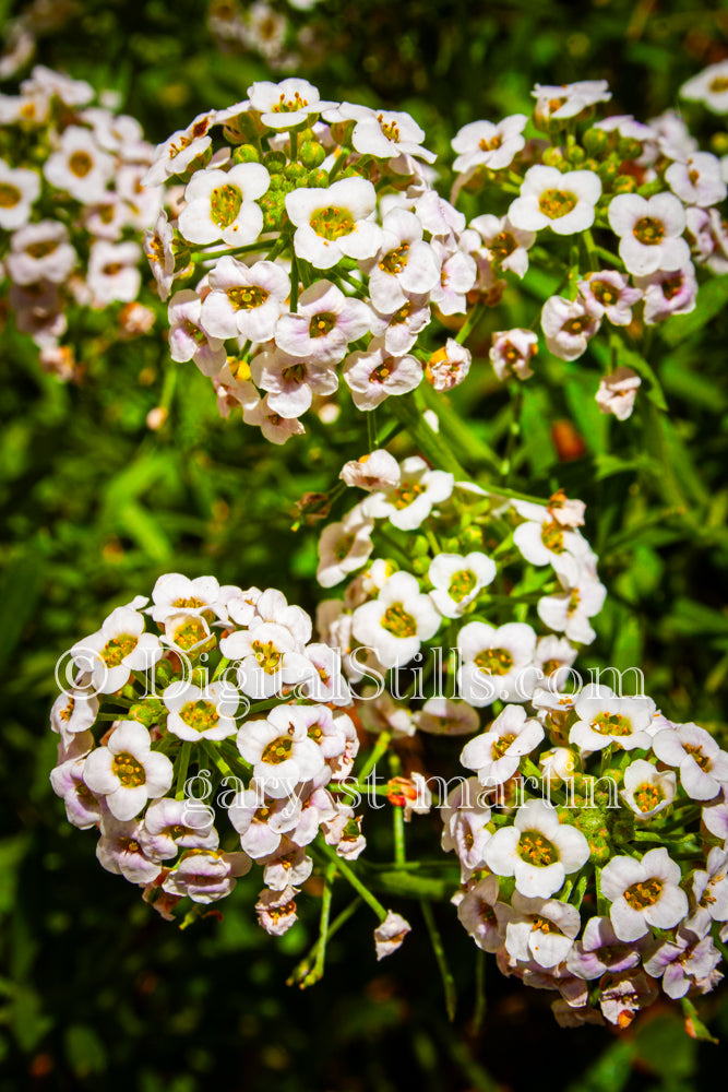 Sweet alyssum Digital, Scenery, Flowers