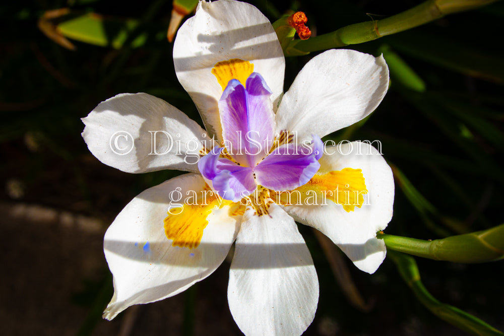 Fortnight lily Under The Shadows Digital, scenery, Flowers