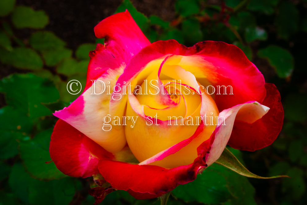 Garden roses, Digital, Scenery, Flowers