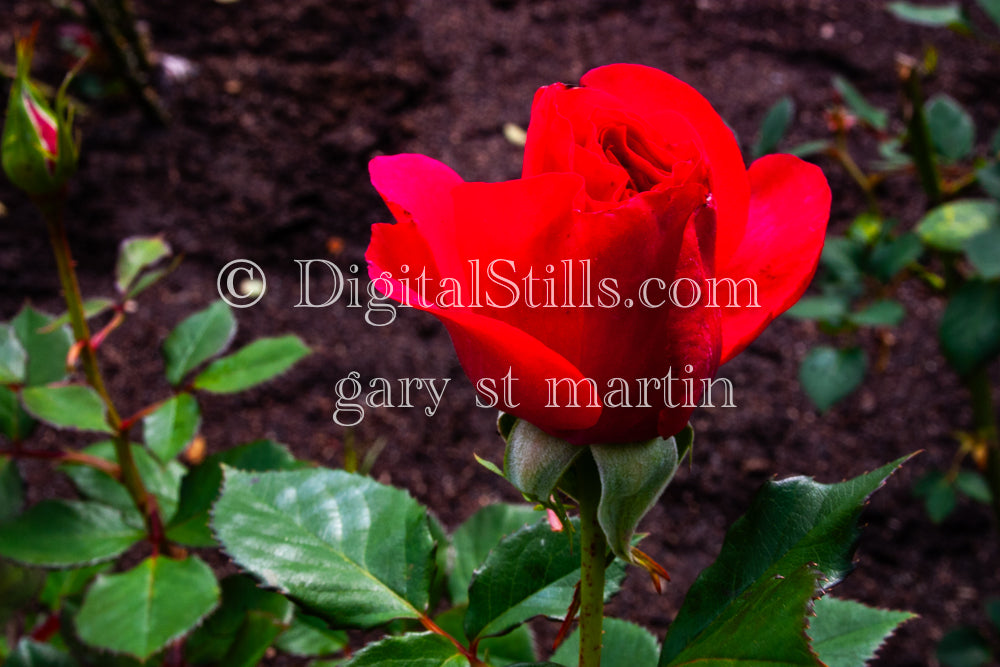 Red Garden roses, Digital, Scenery, Flowers