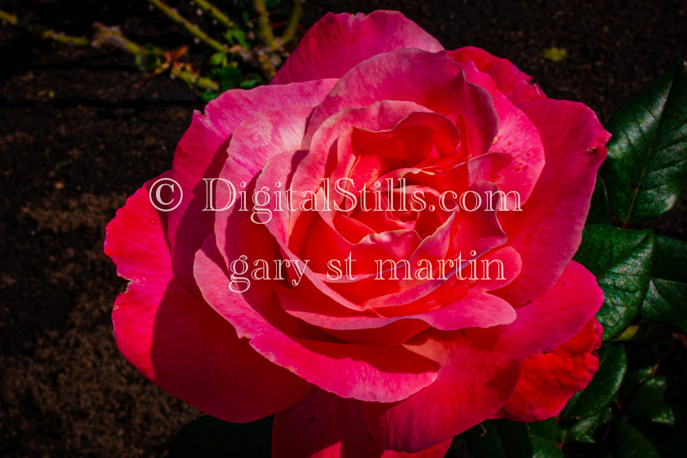 Blossomed Pink Garden roses, Digital, Scenery, Flowers