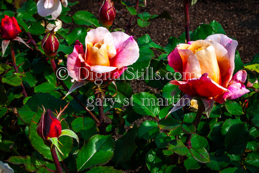 Closeup Of Blossomed Pink And White Garden Roses, Digital, Scenery, Flowers