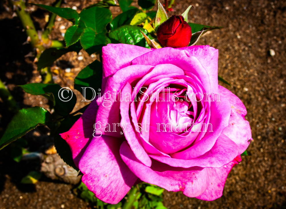  Pink Garden roses, MI Digital, Scenery, Flowers