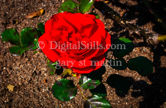 Red Garden rose,  Digital, Scenery, Flowers