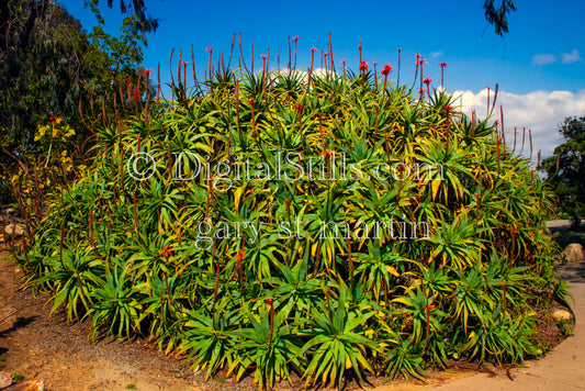 Flowering Aloe Vera Hedge, Scenery, Desert