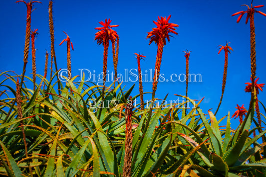 Aloe Arborescens, Grand Marais, MI.